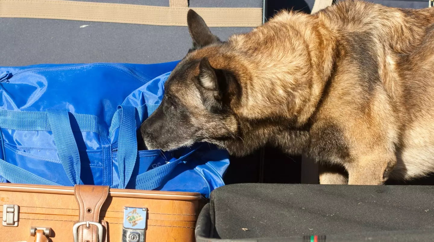 Let's hope the South Korean athletes don't have a fear of dogs... (Getty Stock Image)