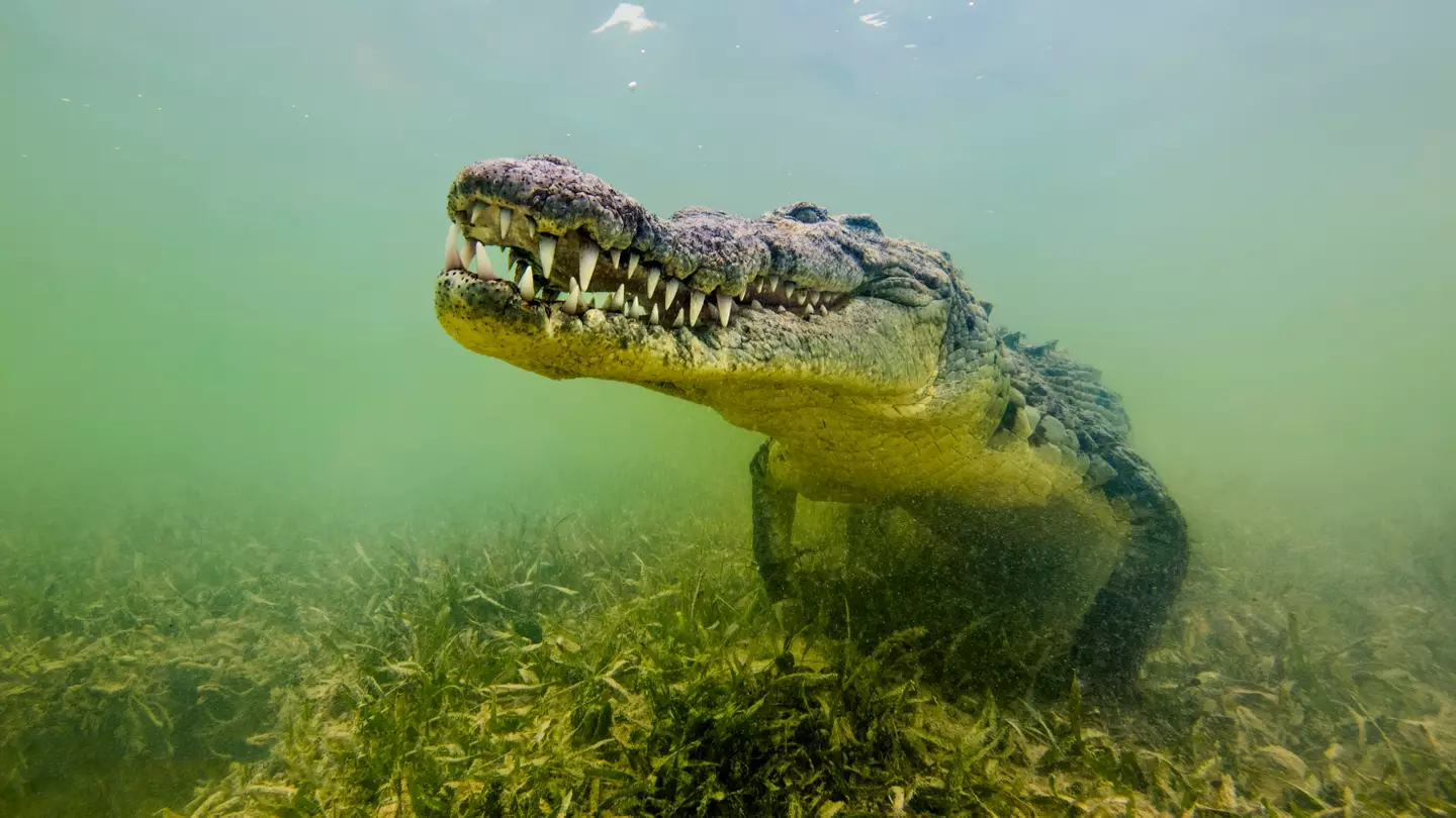 Saltwater crocodiles are very dangerous.
