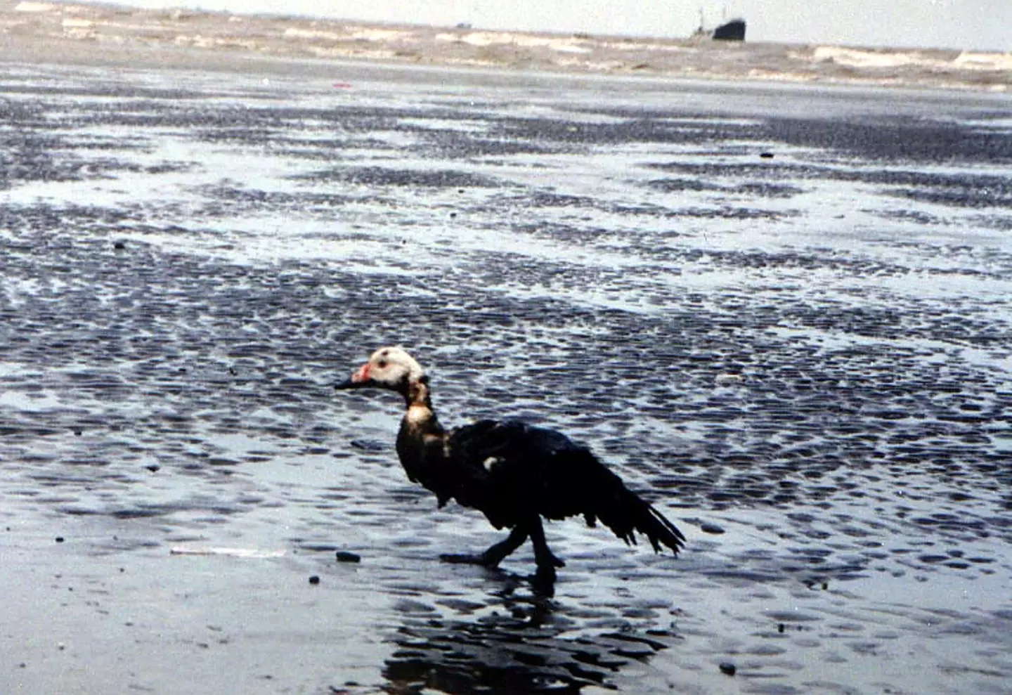 Sea life and birds can be directly harmed in oil spills (TATANG KIRANA/AFP via Getty Images)