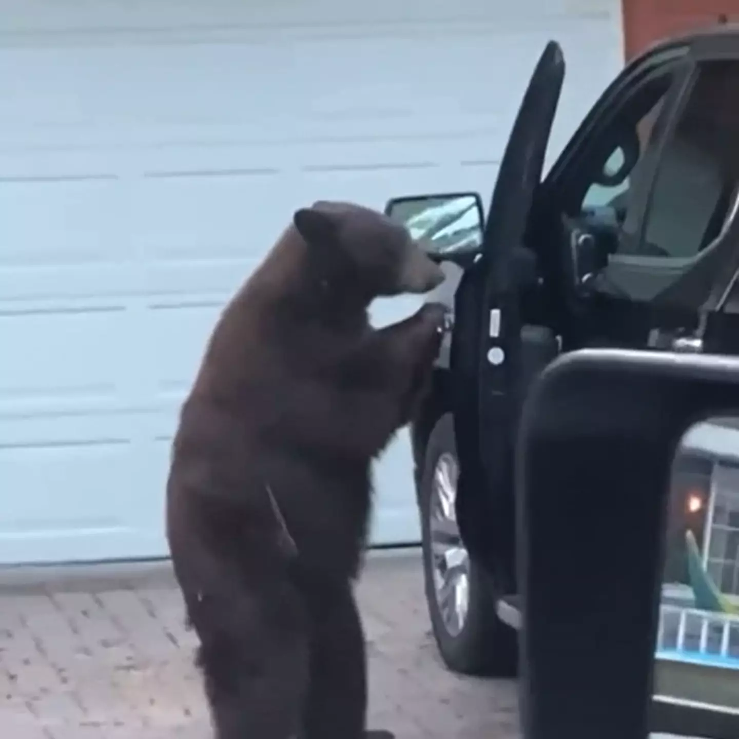 The bear got into the unlocked car.