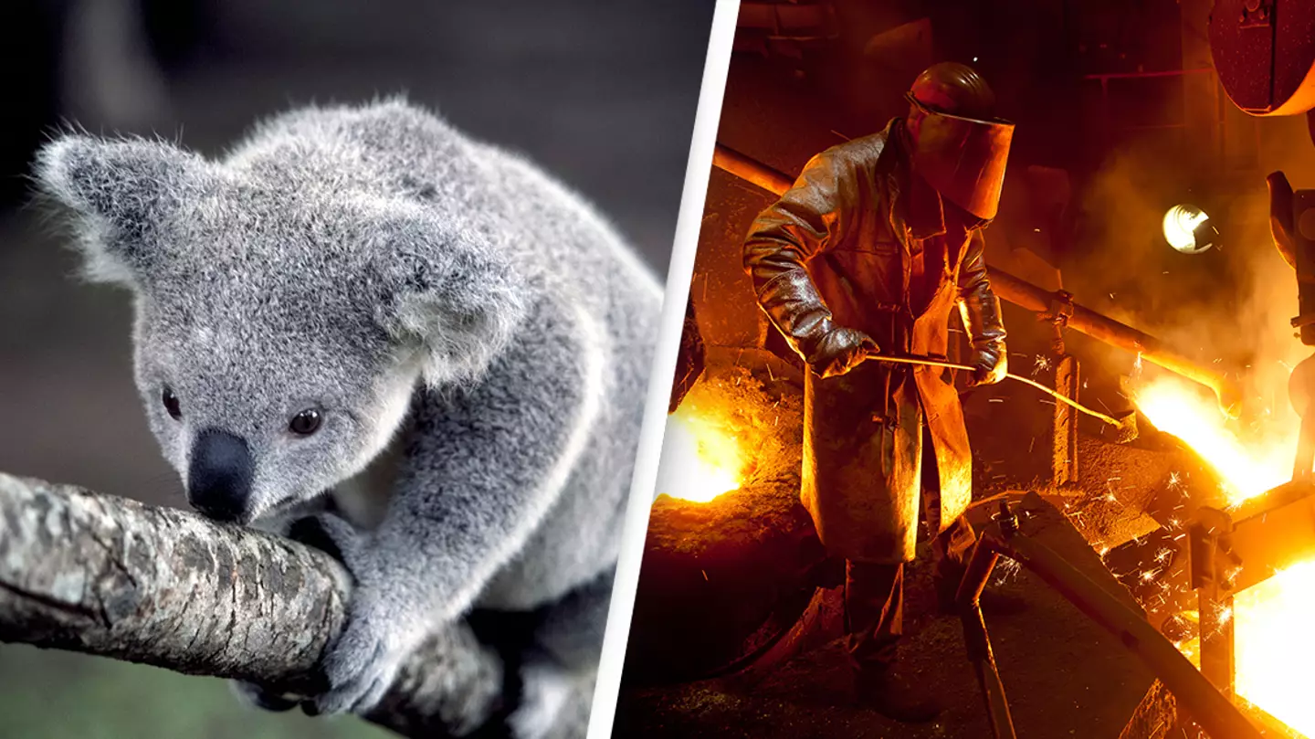 More than 150 koalas get killed from horror factory smelter run-off