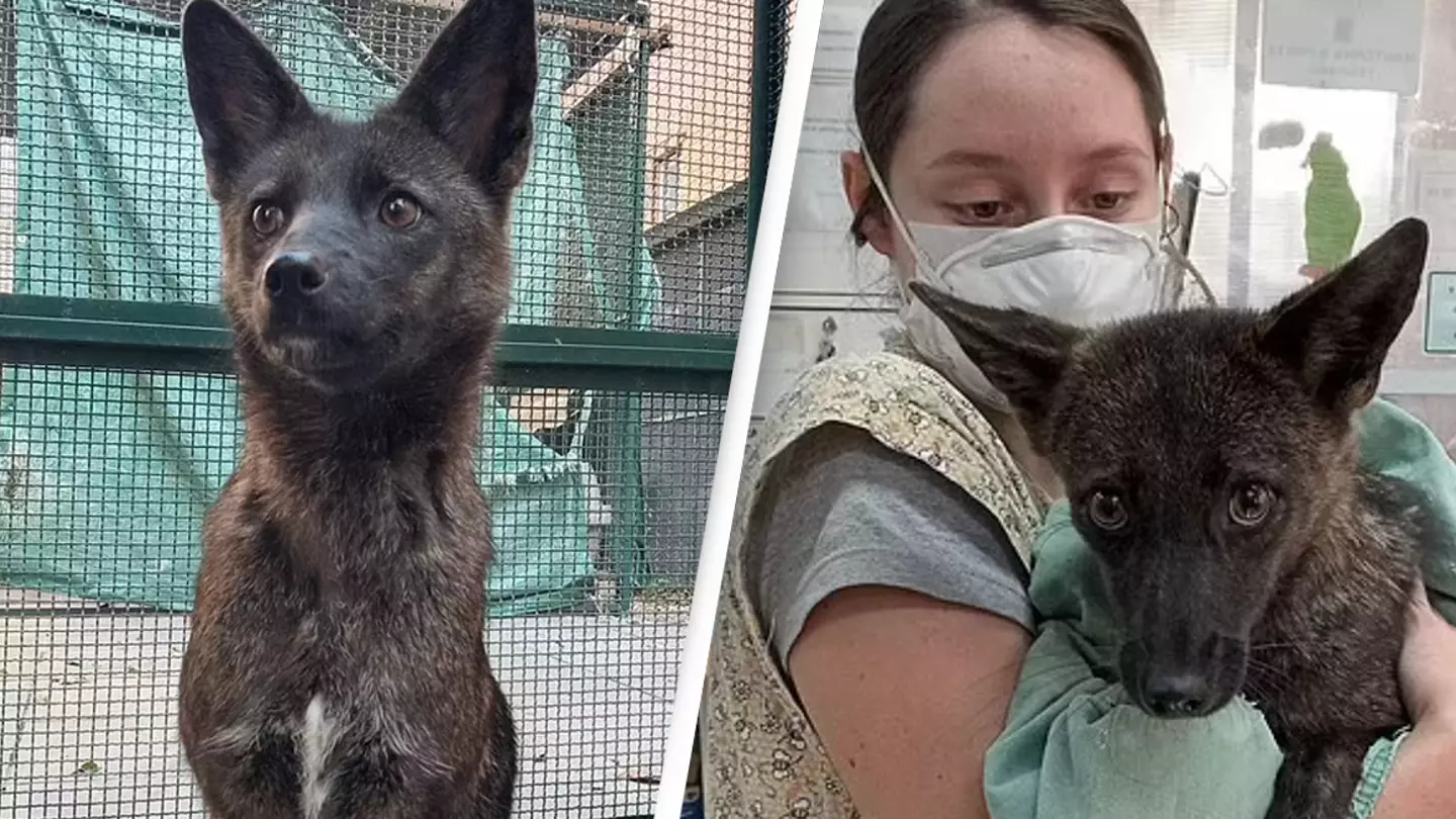 World's first known dog-fox hybrid discovered in Brazil after being hit by car