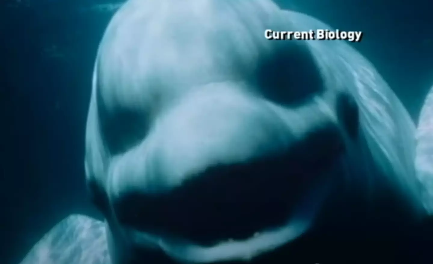 Yeah... I don't want to hear this thing speak like a person (ABC News)