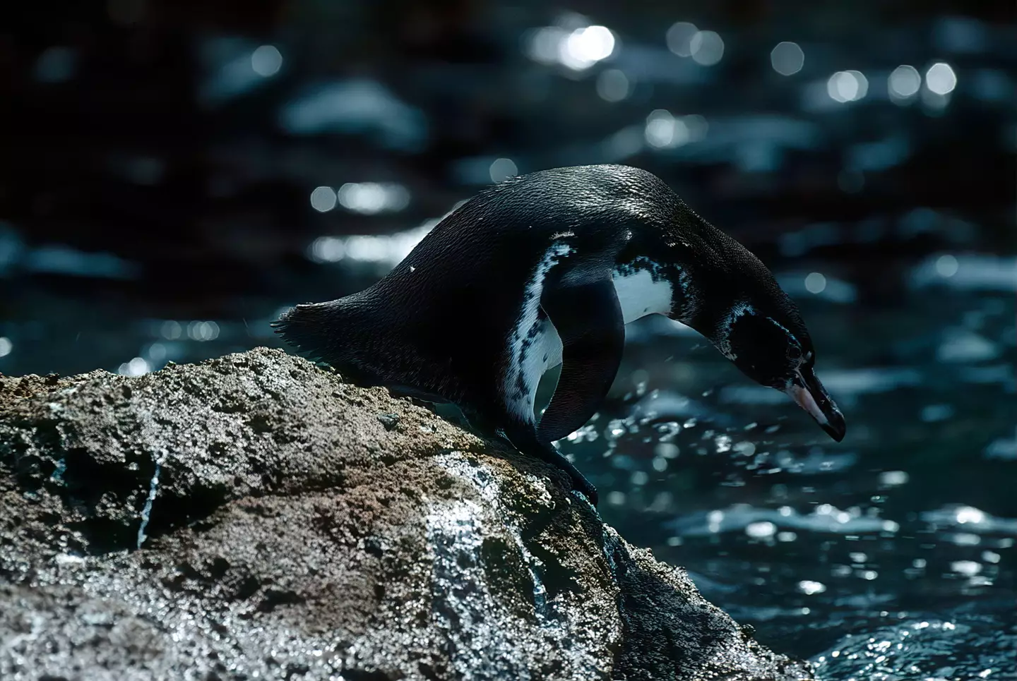 A Galapagos penguin.