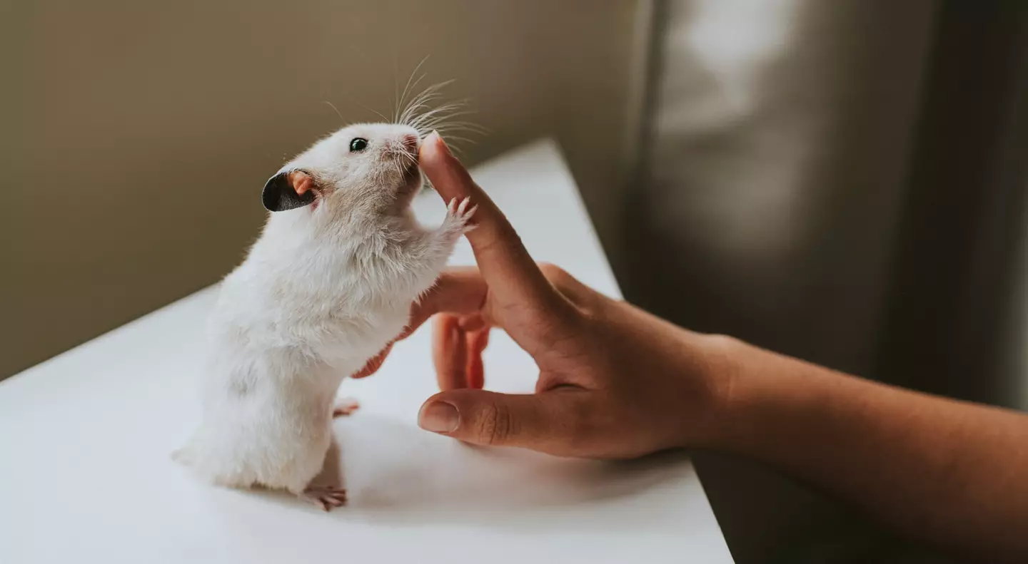 A hamster bite proved to be deadly for this mother-of-two (Getty Stock Image)