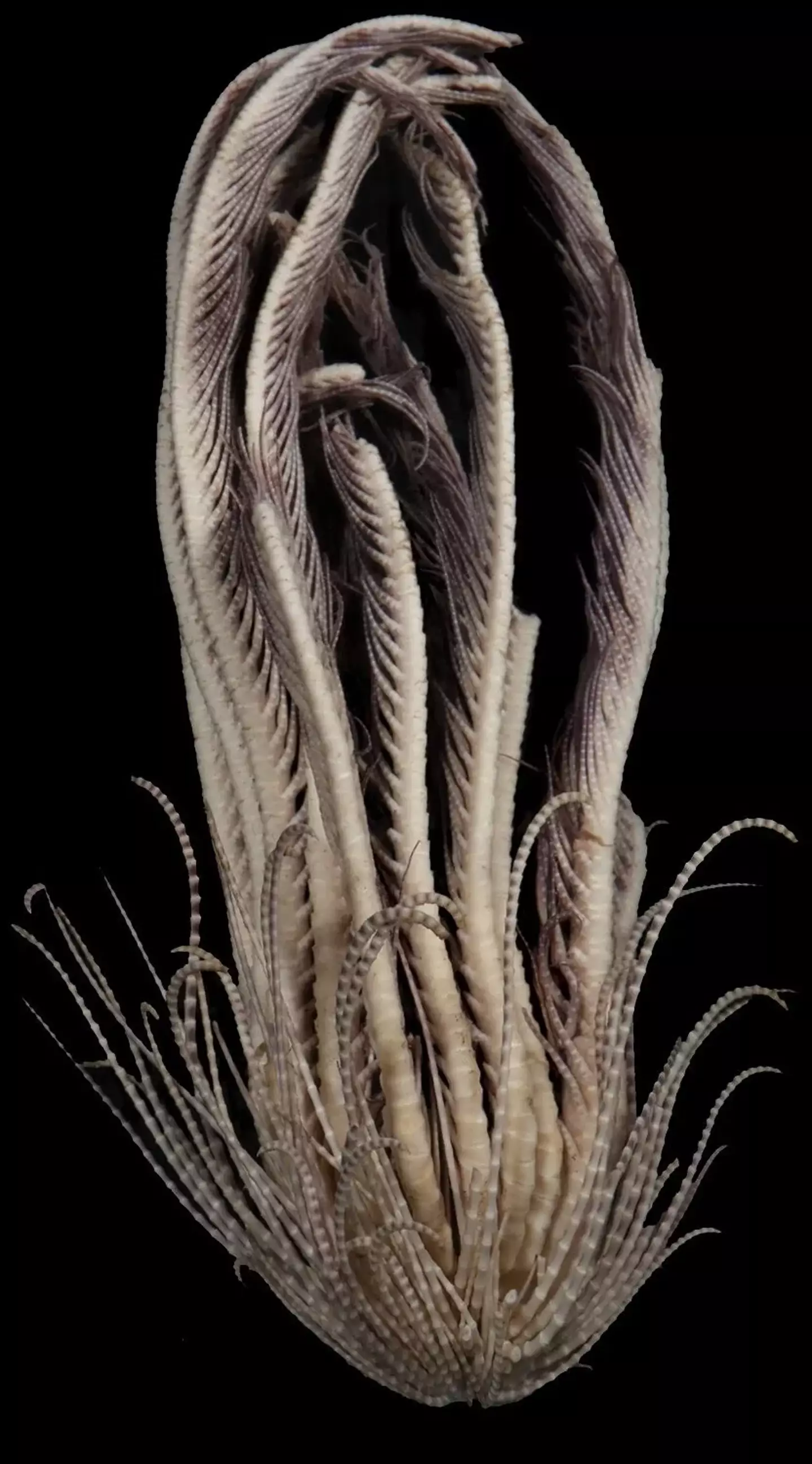 Some of the 'arms' are up to 8 inches long and studded with bumps or feathery tendrils. (Greg W. Rouse)