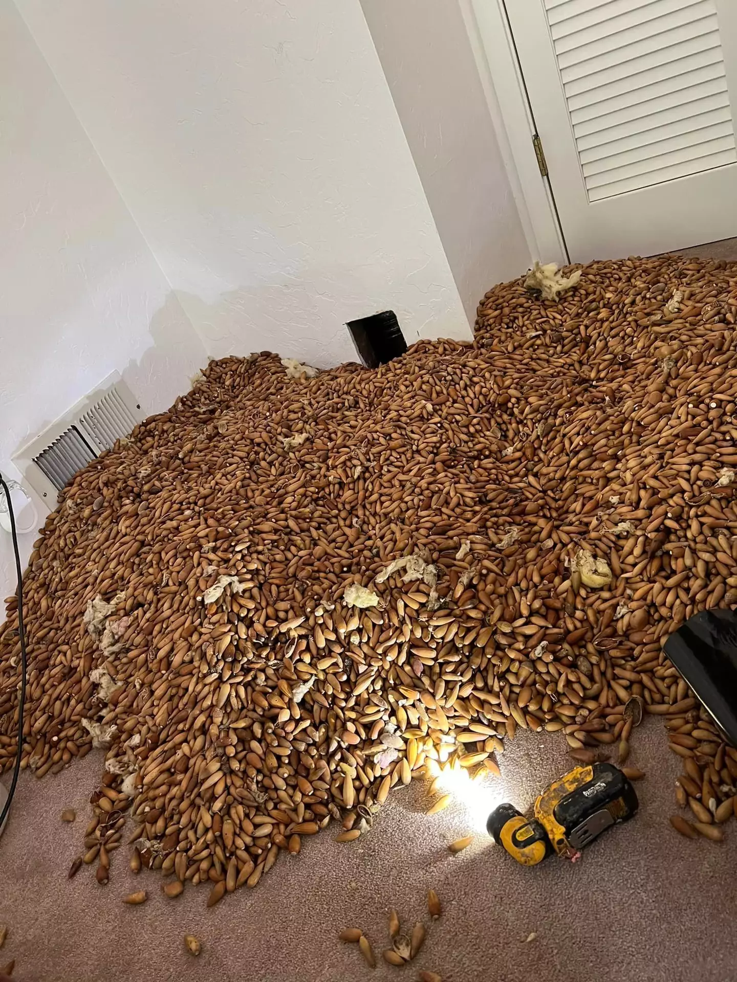 He found around 700 pounds worth of acorns.