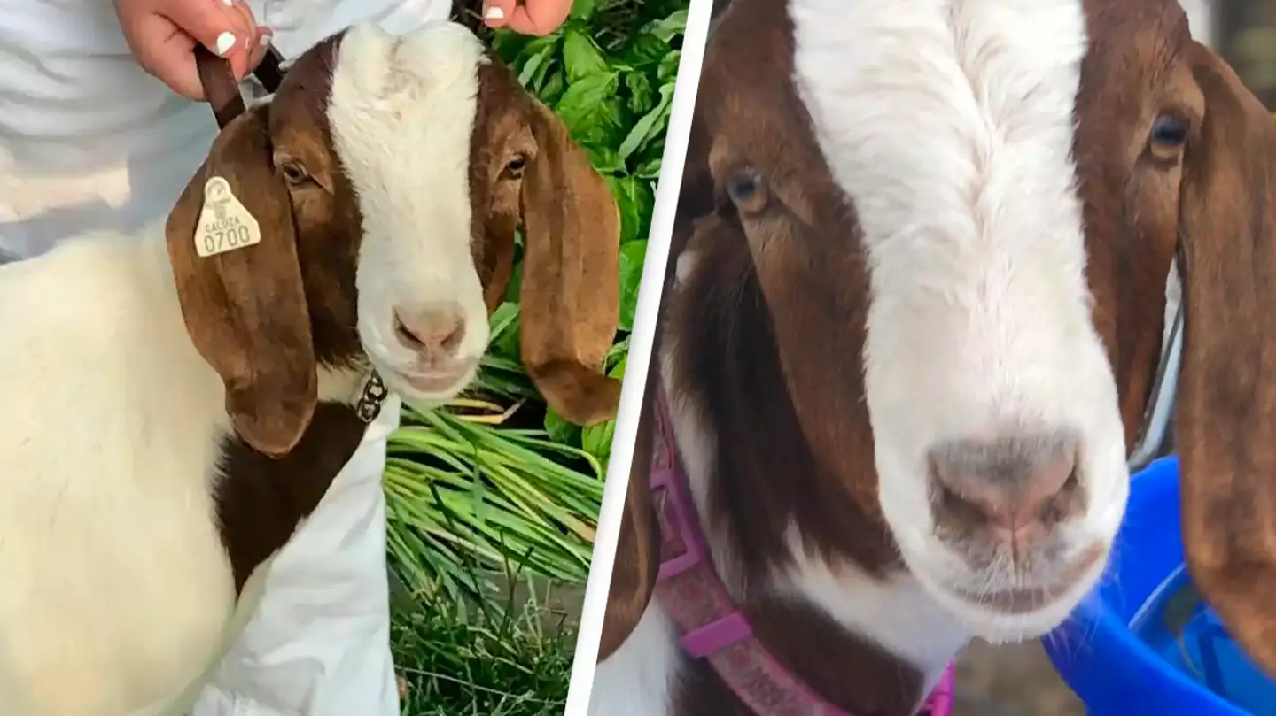 Parents accuse law enforcement of travelling hundreds of miles to kill their little girl's goat