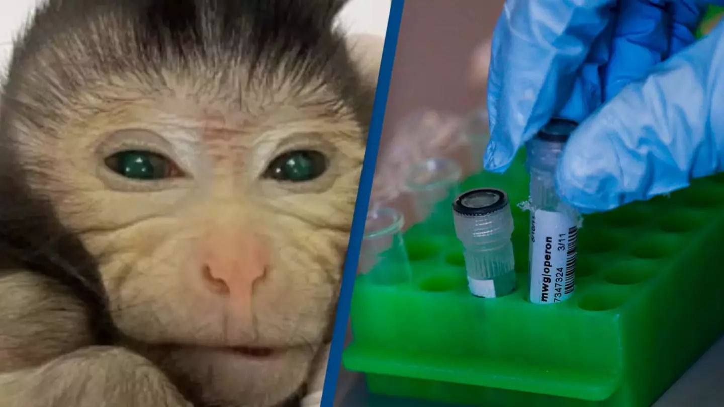 Scientists create monkey chimera using two sets of DNA in groundbreaking experiment