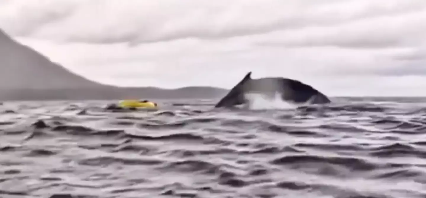 A whale almost ate a man in Chile in recent days (Twitter/@AMAZlNGNATURE)