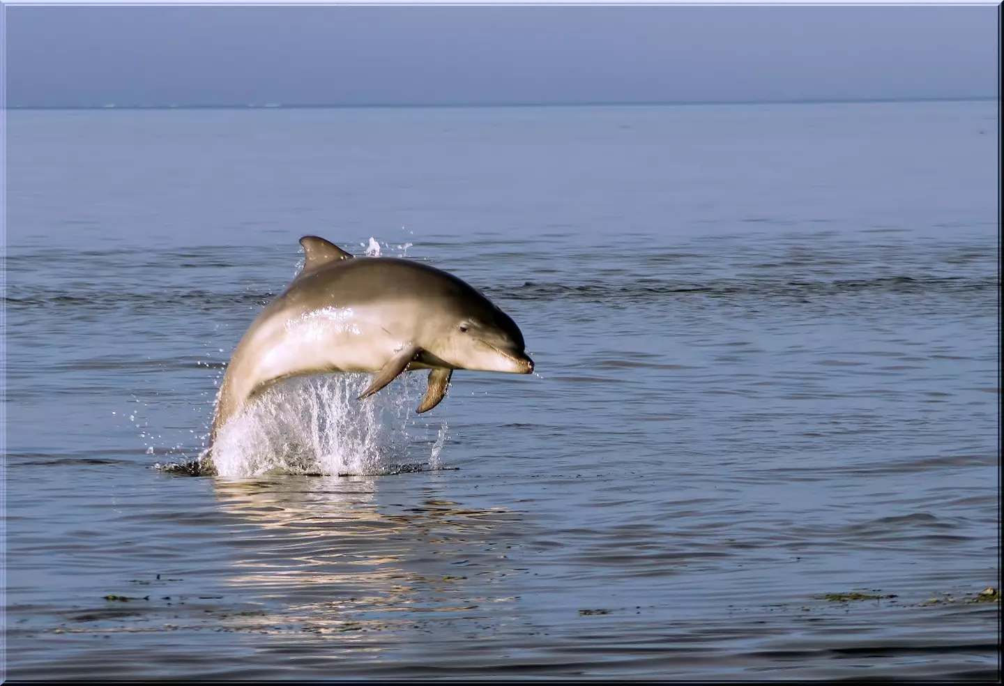 Kylie the dolphin was separated from her pod.