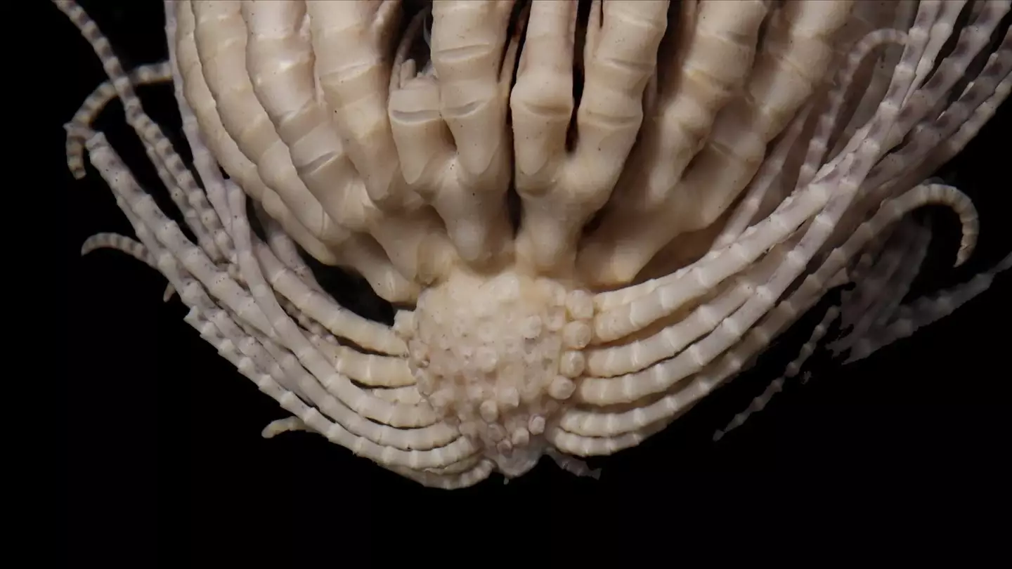 Scientists have called the new creature an Antarctic strawberry feather star. (Greg W. Rouse)
