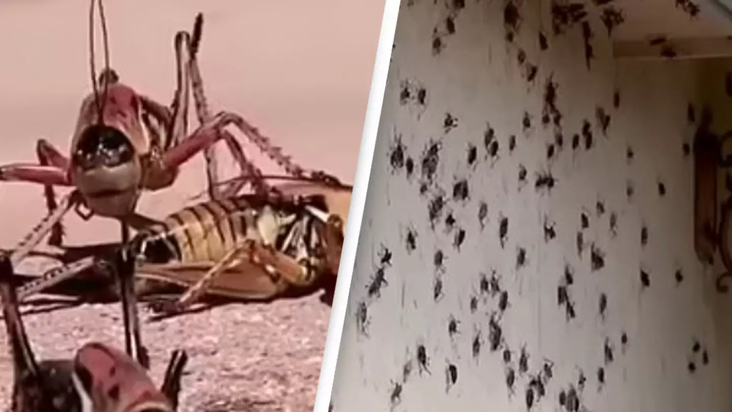 US town hit by 'biblical' invasion of cannibal mormon crickets