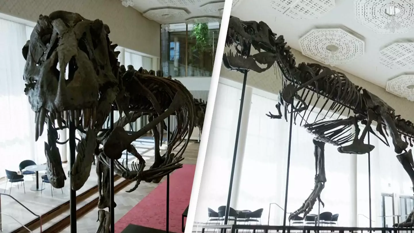 Complete Tyrannosaurus rex skeleton with nearly 300 bones sells for $8 million at auction