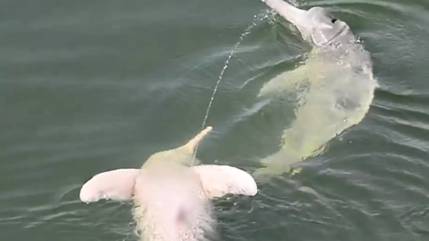 Researchers aren't quite sure why Dolphins do this (John Y. Wang/CetAsia Research Group/New Scientist)