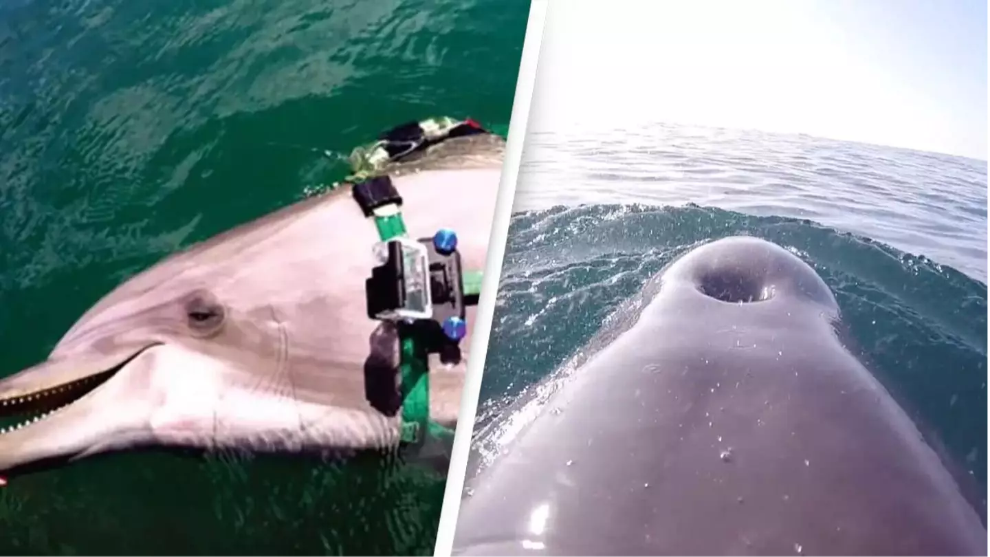 GoPro footage of dolphin eating eight venomous sea snakes leaves scientists baffled