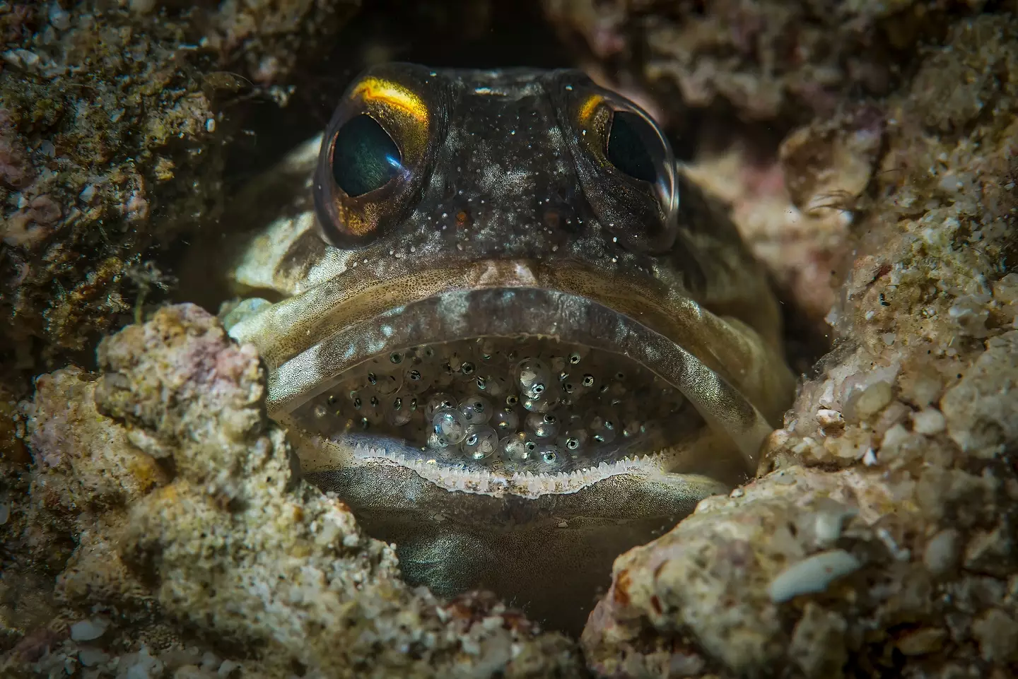 A regular jawfish pictured with its hatchlings in its mouth. (Getty Stock Image)