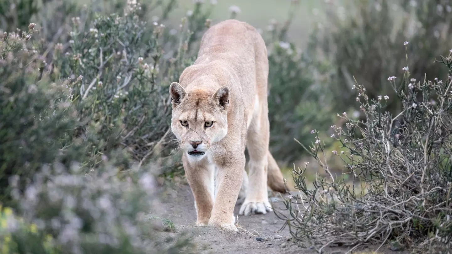 Carlos A Carreno/c3.photos via Getty Images