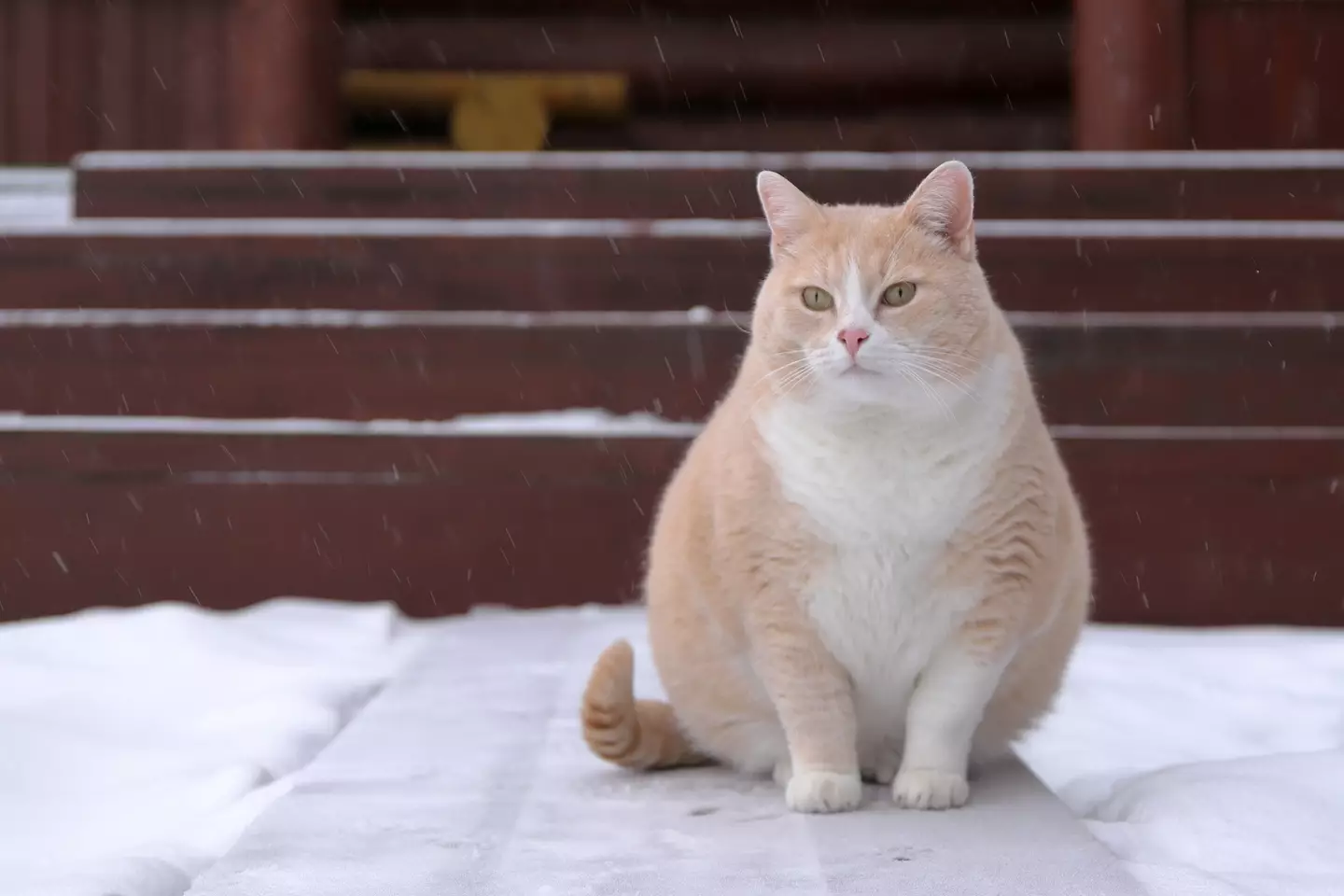 It is hoped the drug will have FDA approval by 2028 (vubaz/ Getty Images)