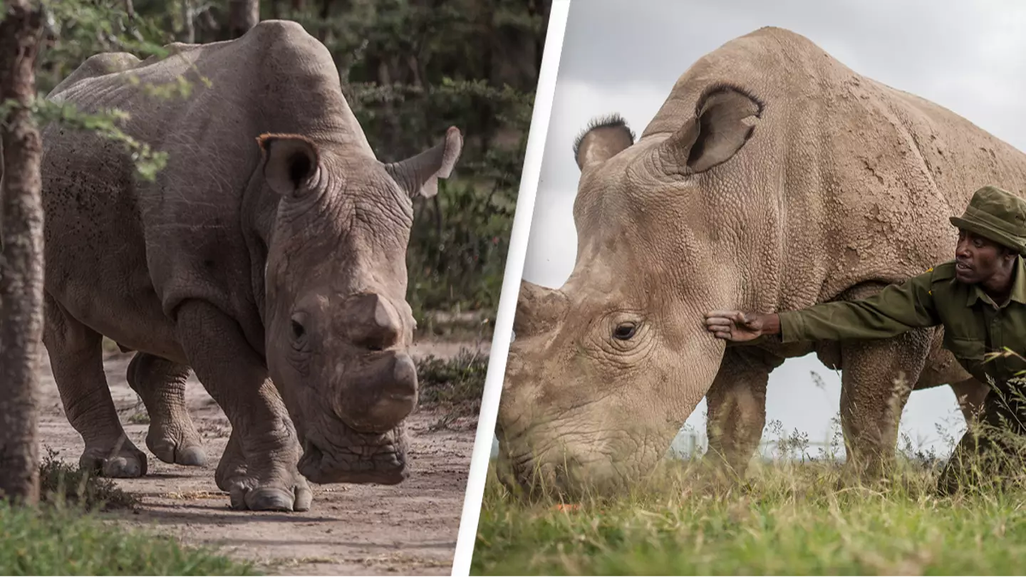 Two of the only northern white rhinos left in the world are guarded 24 hours a day to ward off poachers