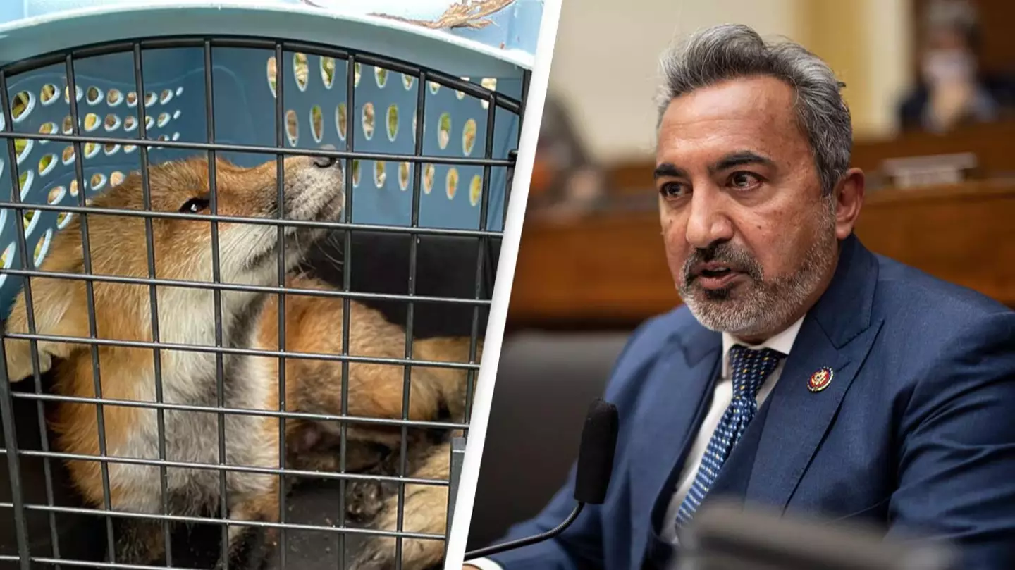 Capitol Hill Fox That Bit Congressmen Had Rabies, Officials Confirm