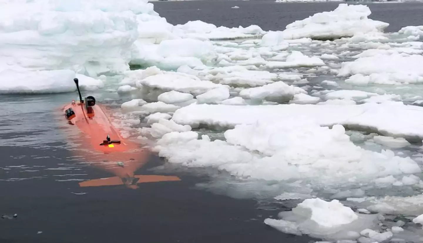 Ran ended up 'disappearing' (Filip Stedt/ University of Gothenburg)