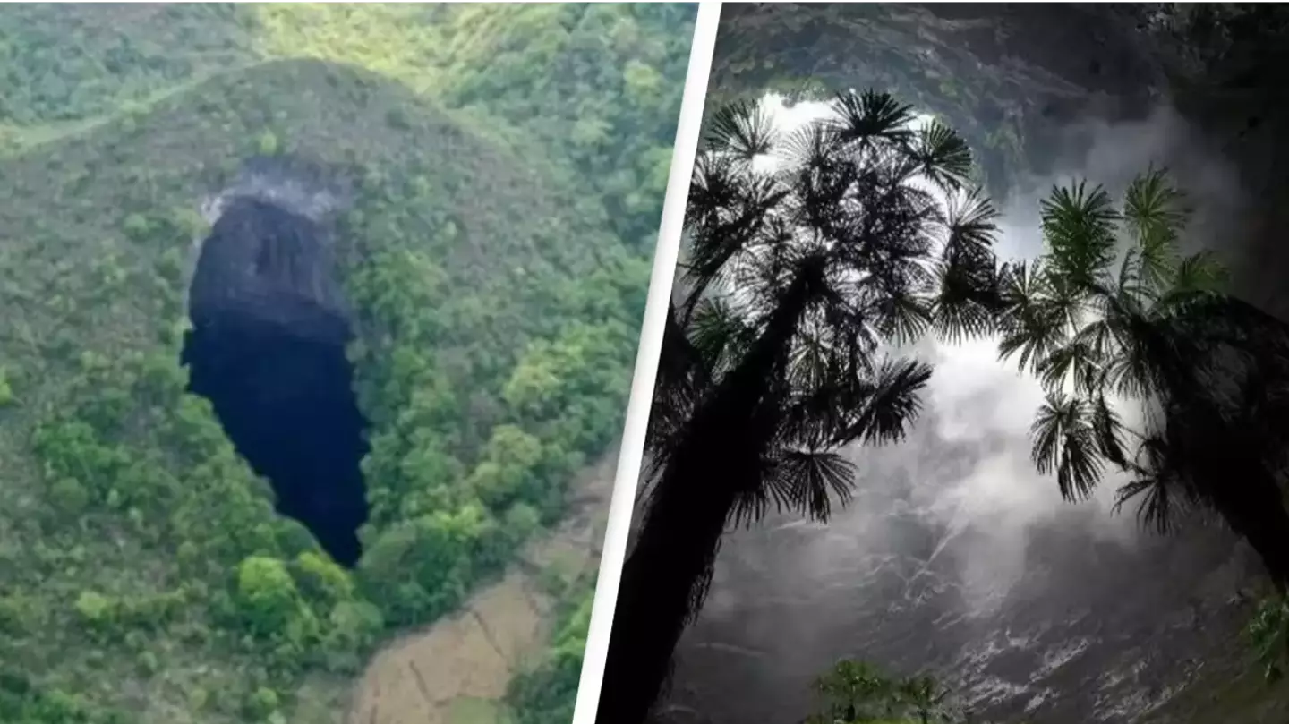 Huge ancient forest world discovered 630 feet down sinkhole in China