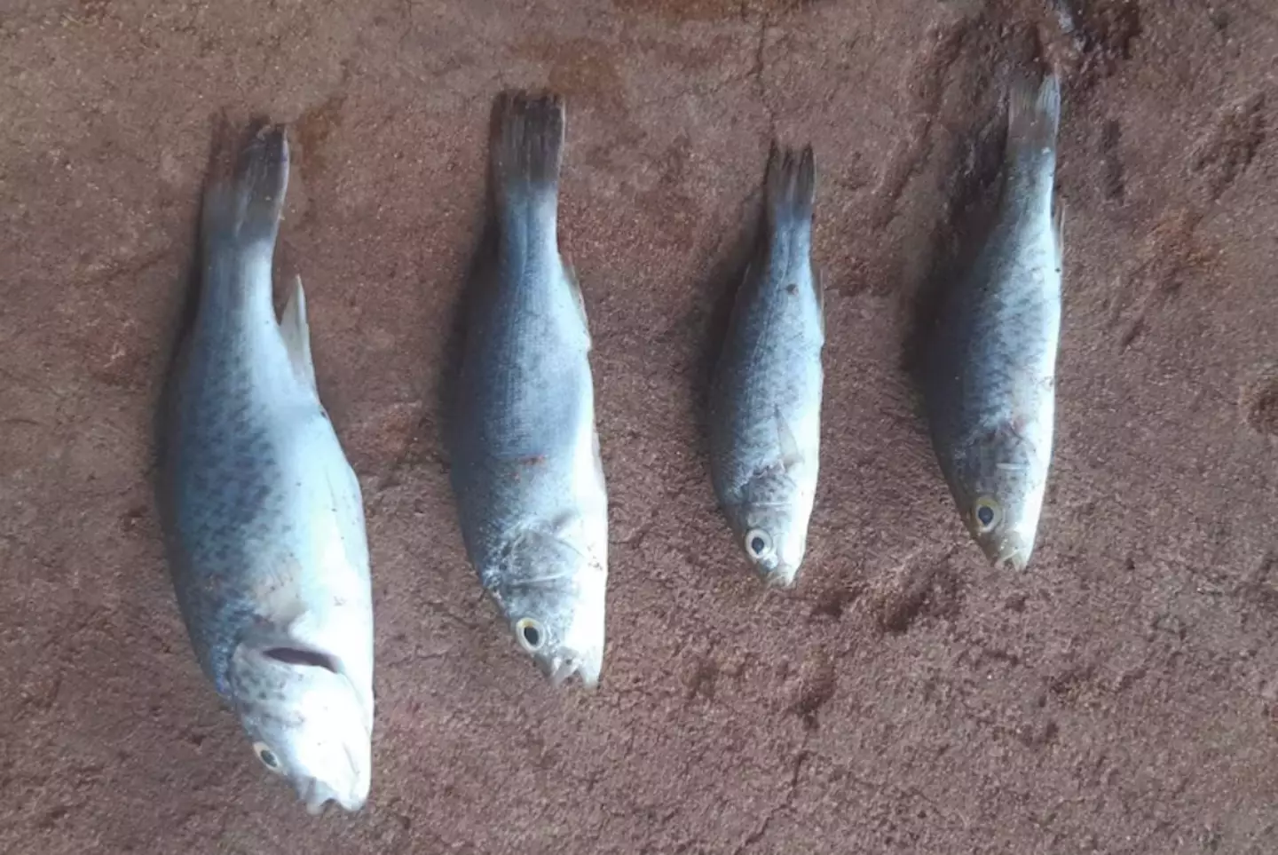 They are pretty big fish, too.