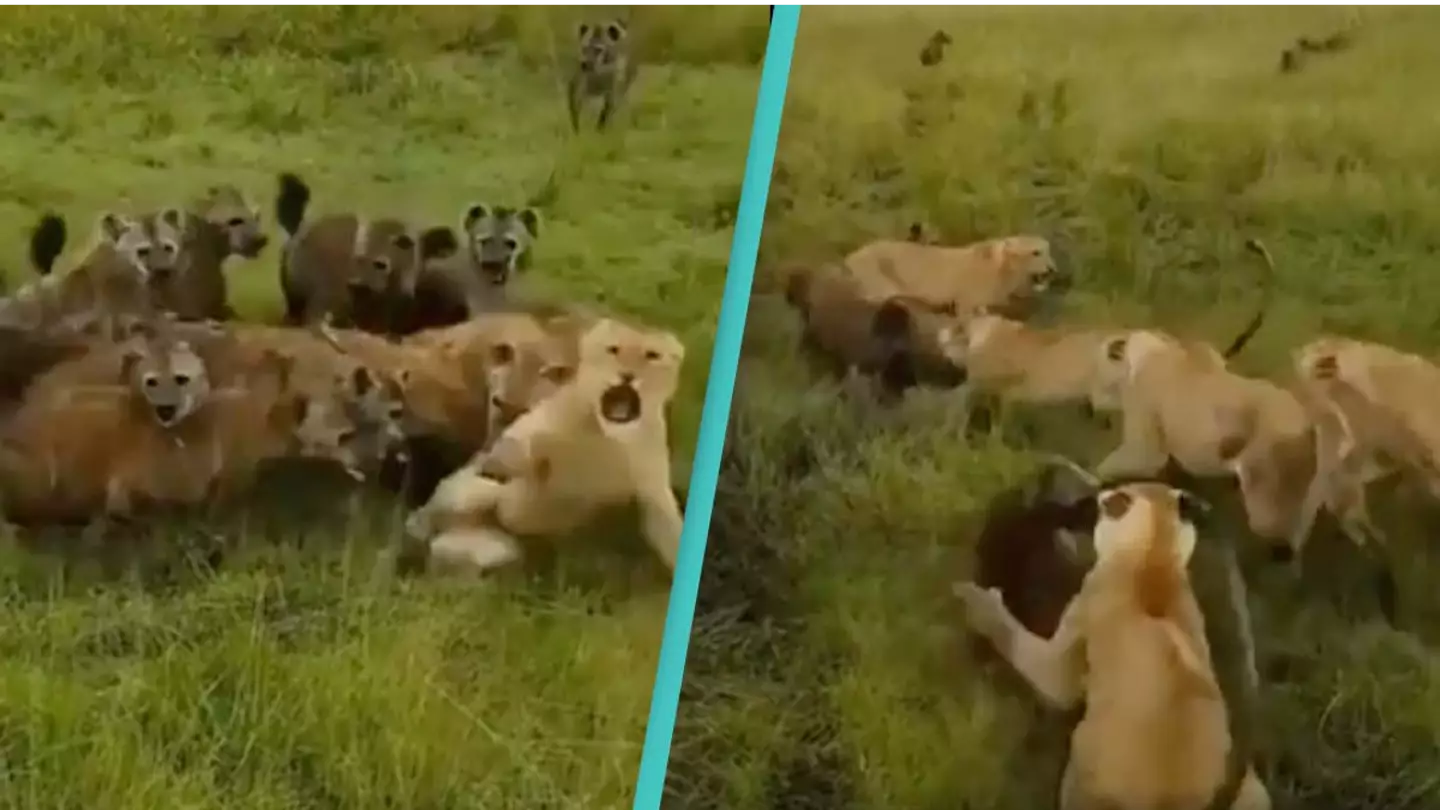 Lioness attacked by pack of hyenas gets saved by her pride but everyone is wondering the same thing 