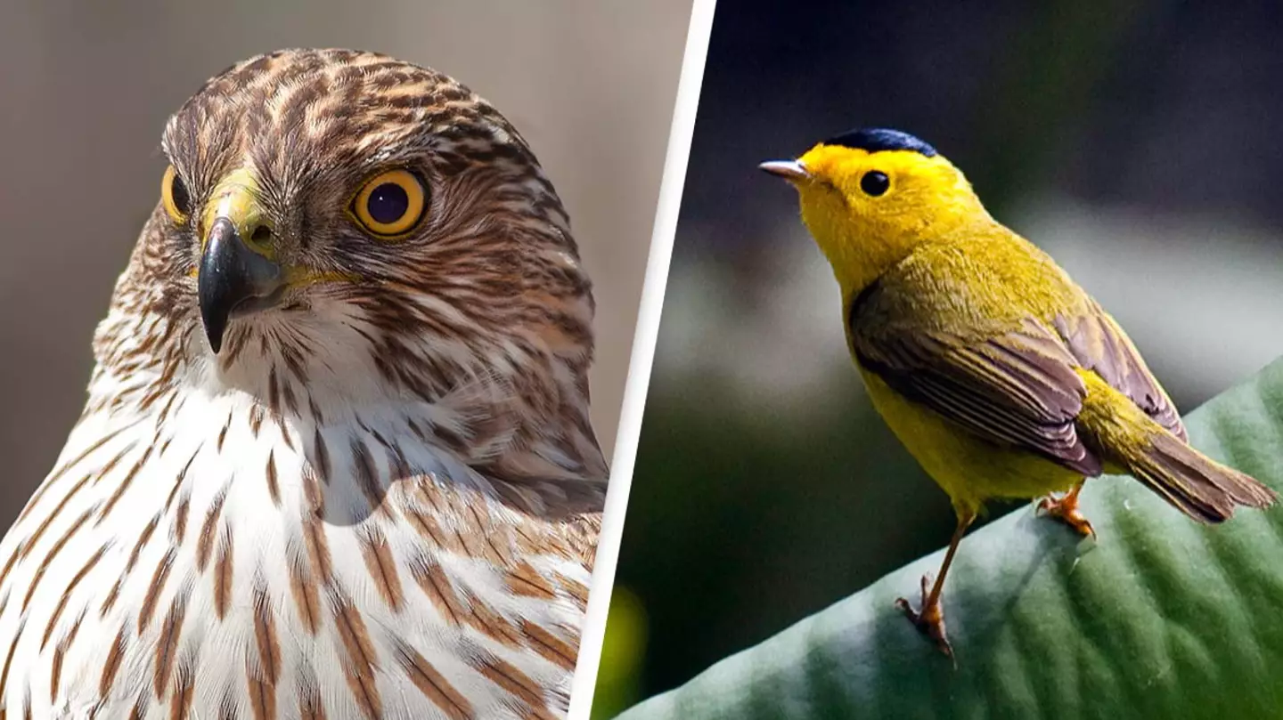 Dozens of American birds to be renamed after finding they're 'offensive' and 'cause pain'