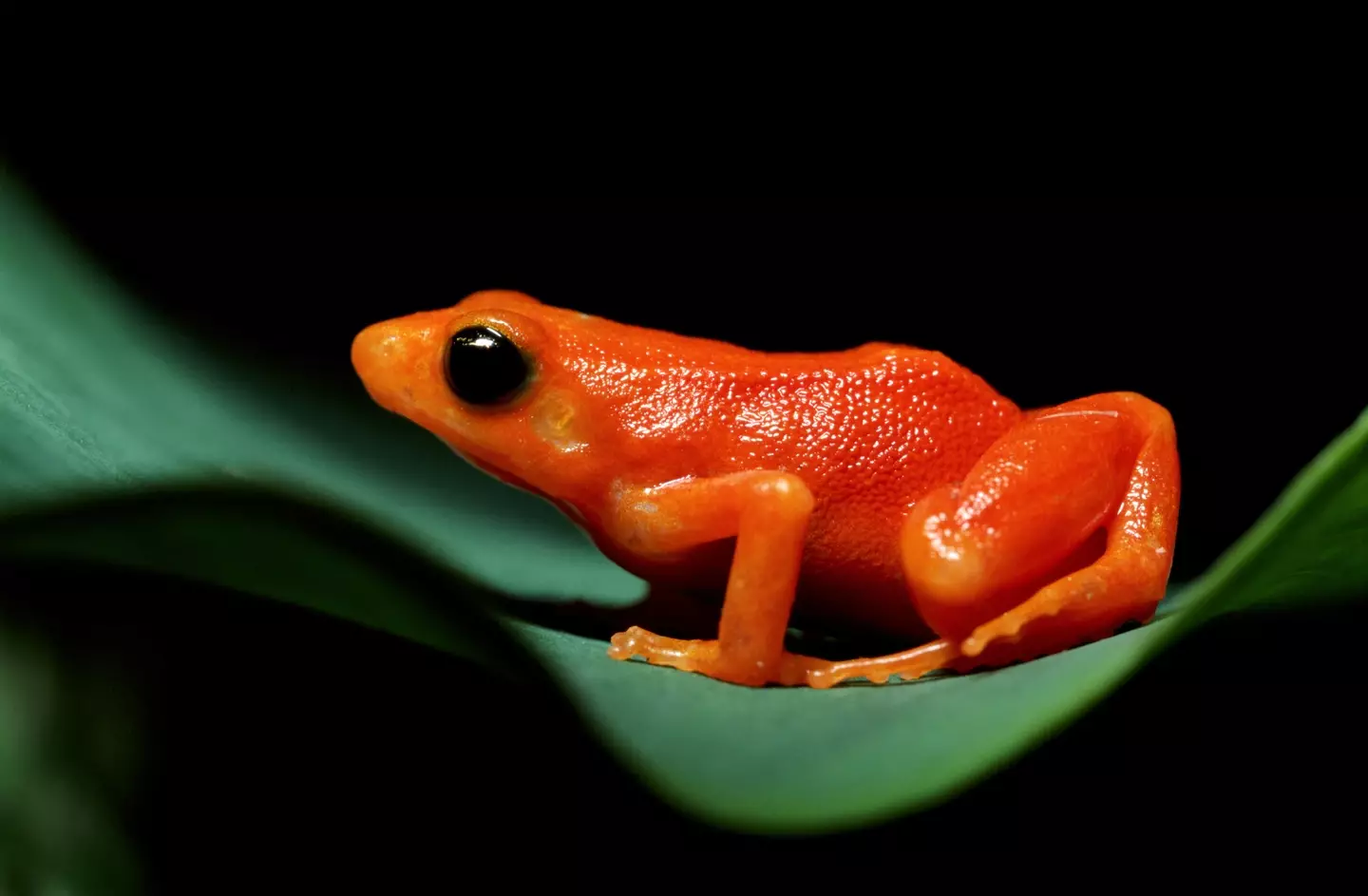 Ginger pigmentation has been found in a 10 million-year-old frog fossil.