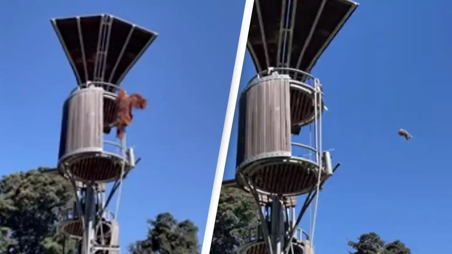 Orangutan evicts unwanted possum from tree house by launching it off platform