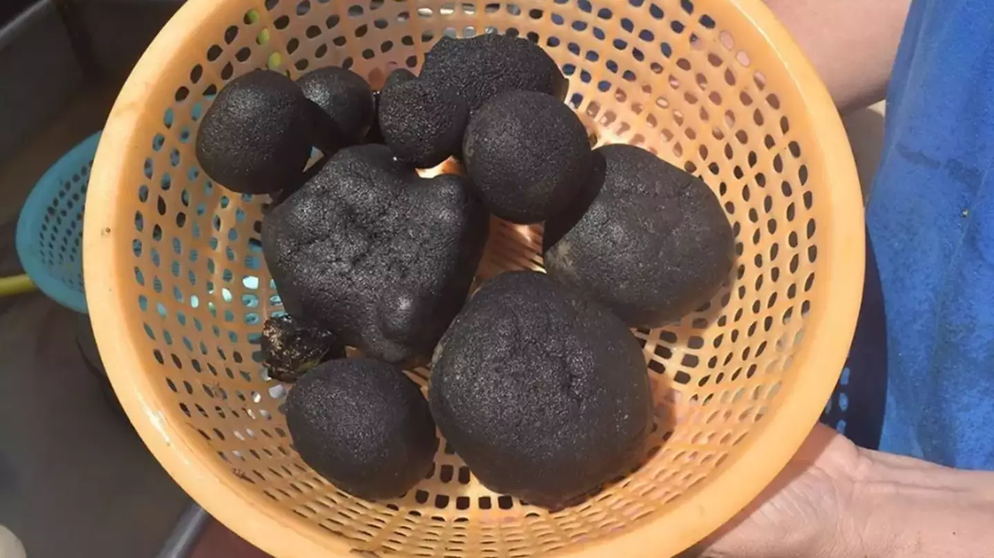 The manganese nodules discovered (The Nippon Foundation)