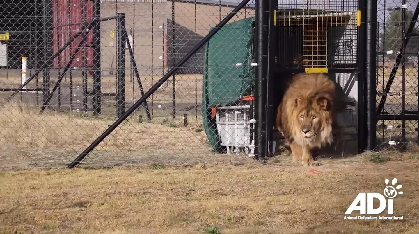 Ruben lived alone for five years before he was rescued.