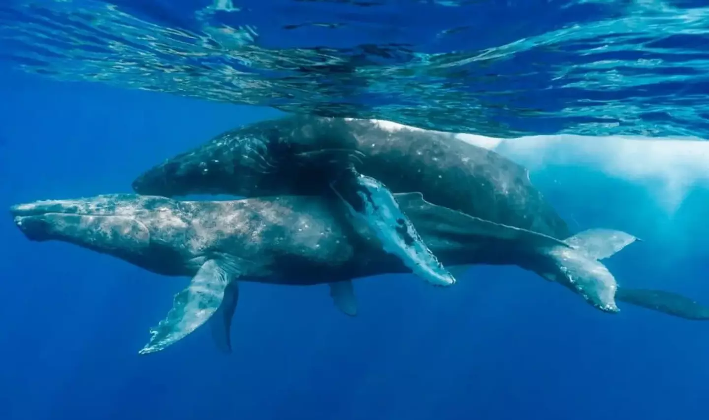 The two whales were photographed in the act.