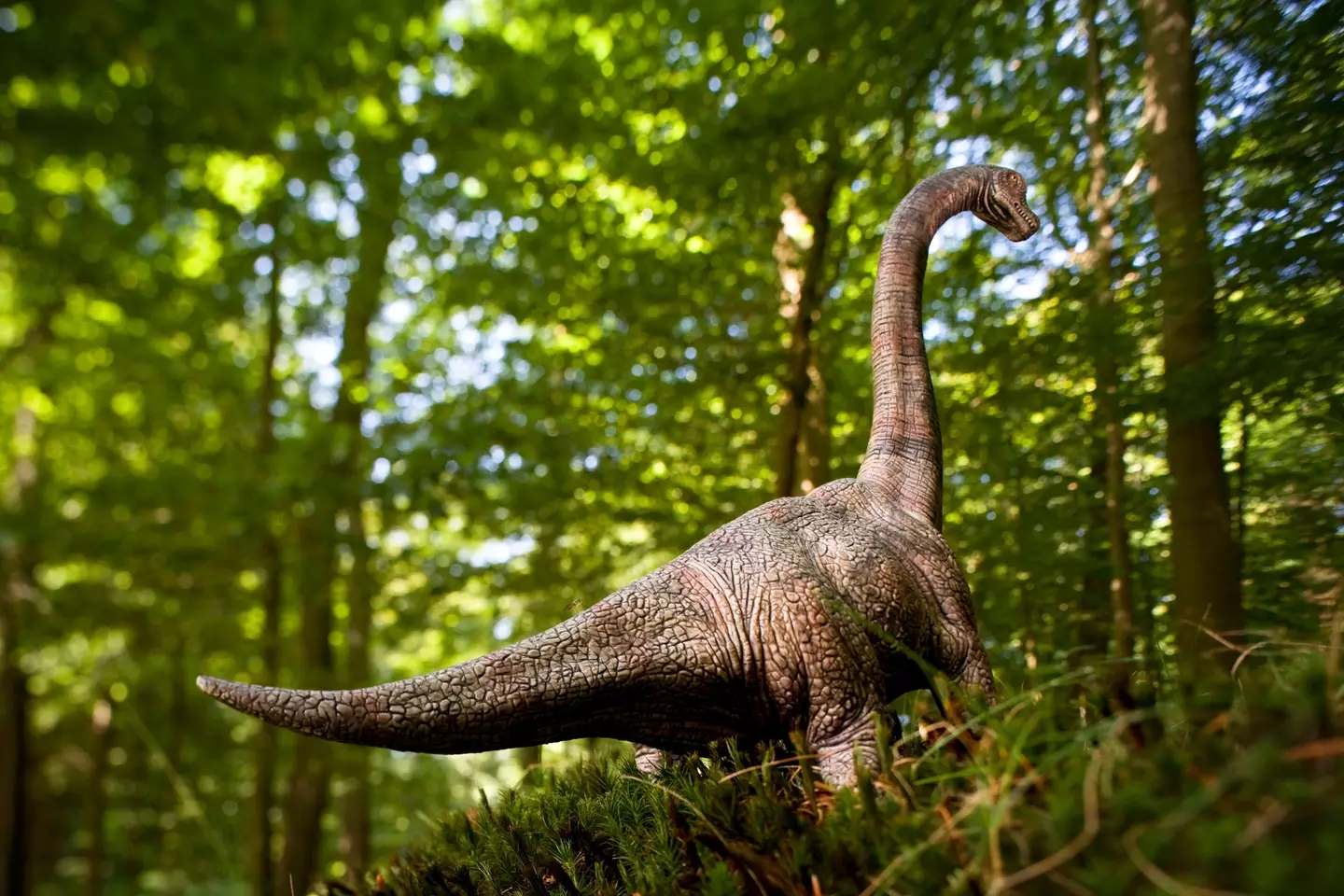 Palaeontologists think they’ve stumbled upon the remains of the biggest sauropod dinosaur ever found in Europe.