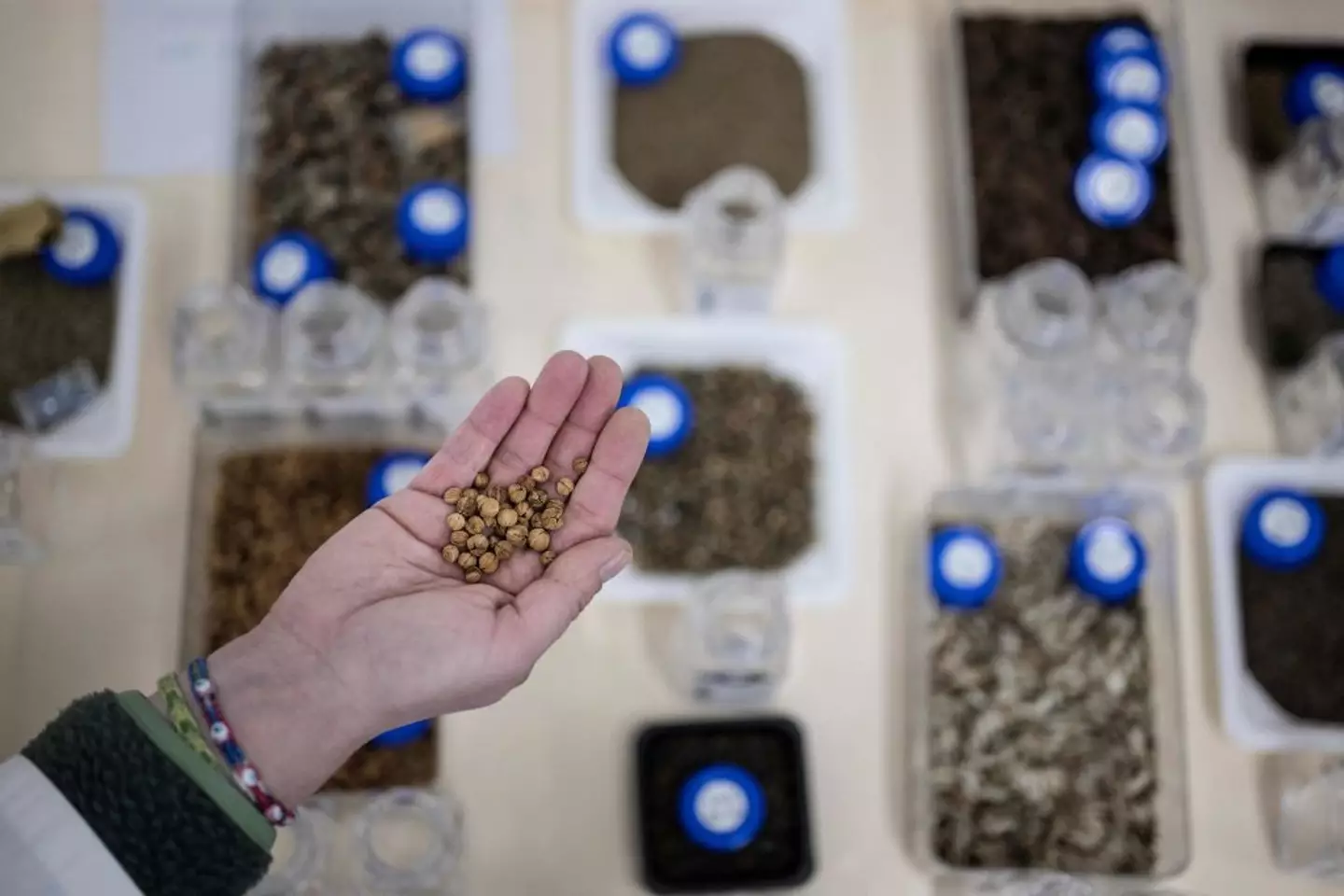 The collection of seeds come from 100 different countries (BEN STANSALL/AFP via Getty Images)