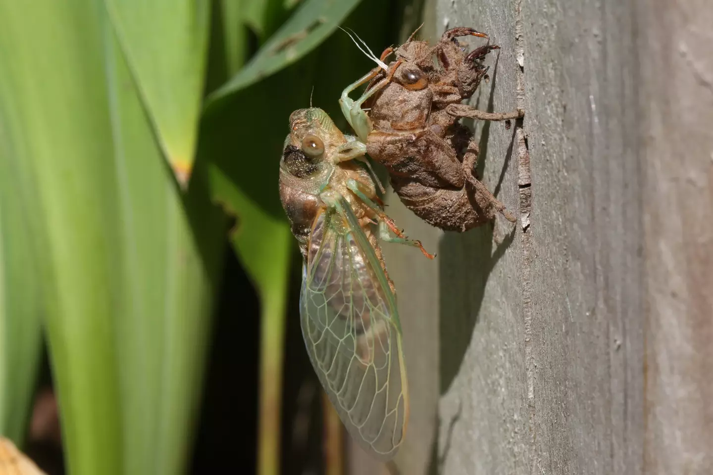 People have been left horrified by the swarm. (Creative Touch Imaging Ltd./NurPhoto via Getty Images)