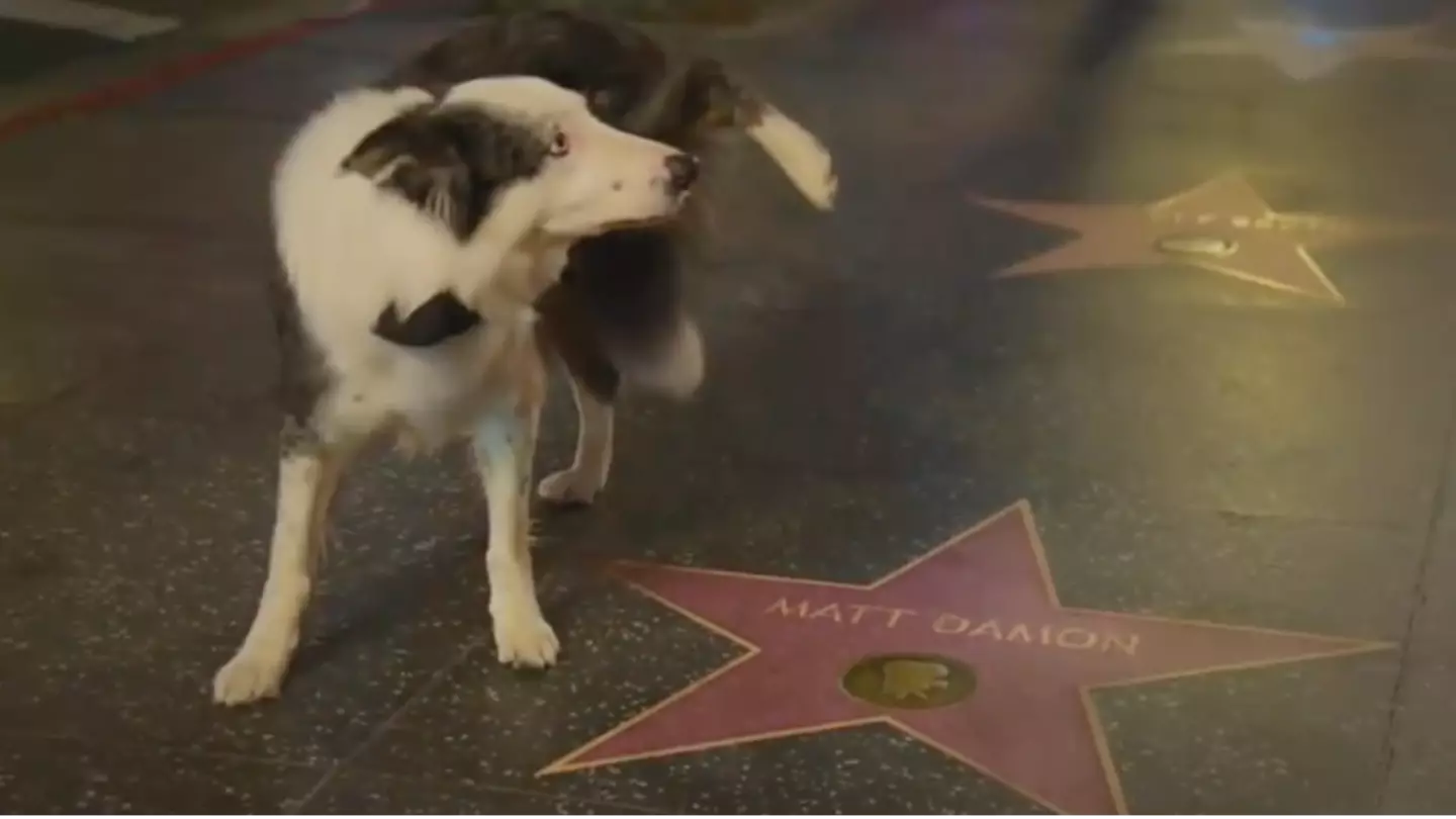 Messi the dog p*sses on Matt Damon’s star on Hollywood Walk of Fame