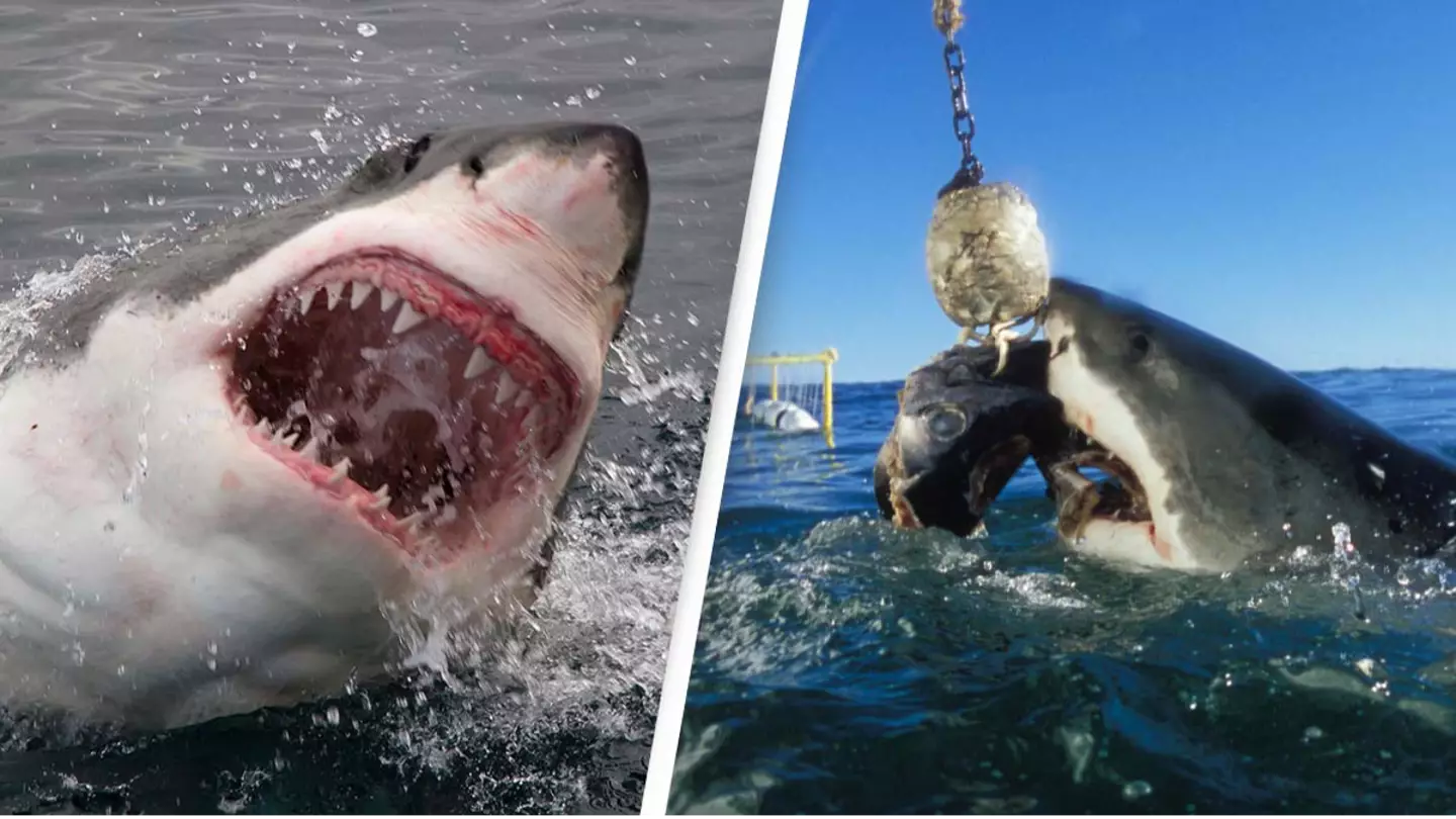 Netflix film crew attacked by sharks that 'bit huge holes' in boat while shooting docuseries