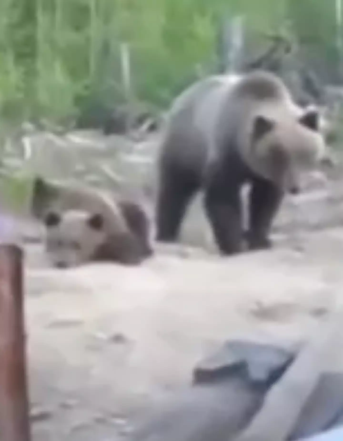 Bear attacks became a common occurrence in Russia during summer 2014.