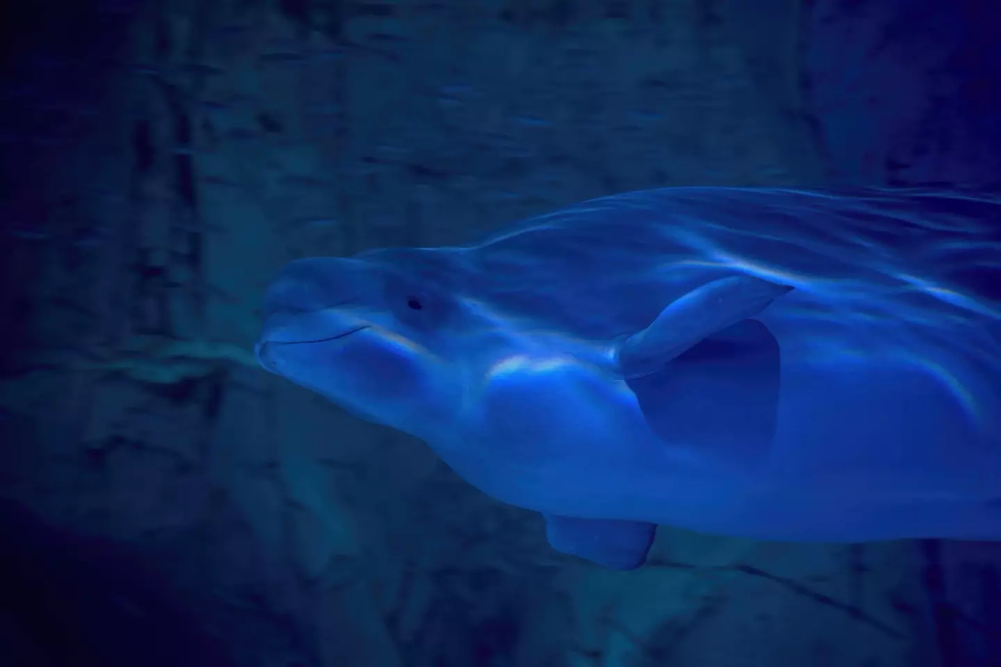 Officials are worried the whales under weight.