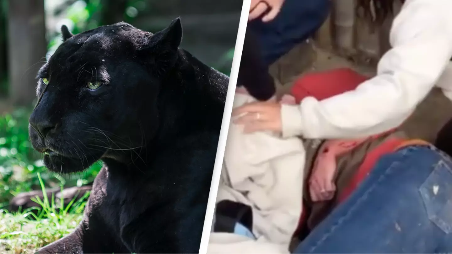 Woman attacked by jaguar after climbing over fence to take selfie