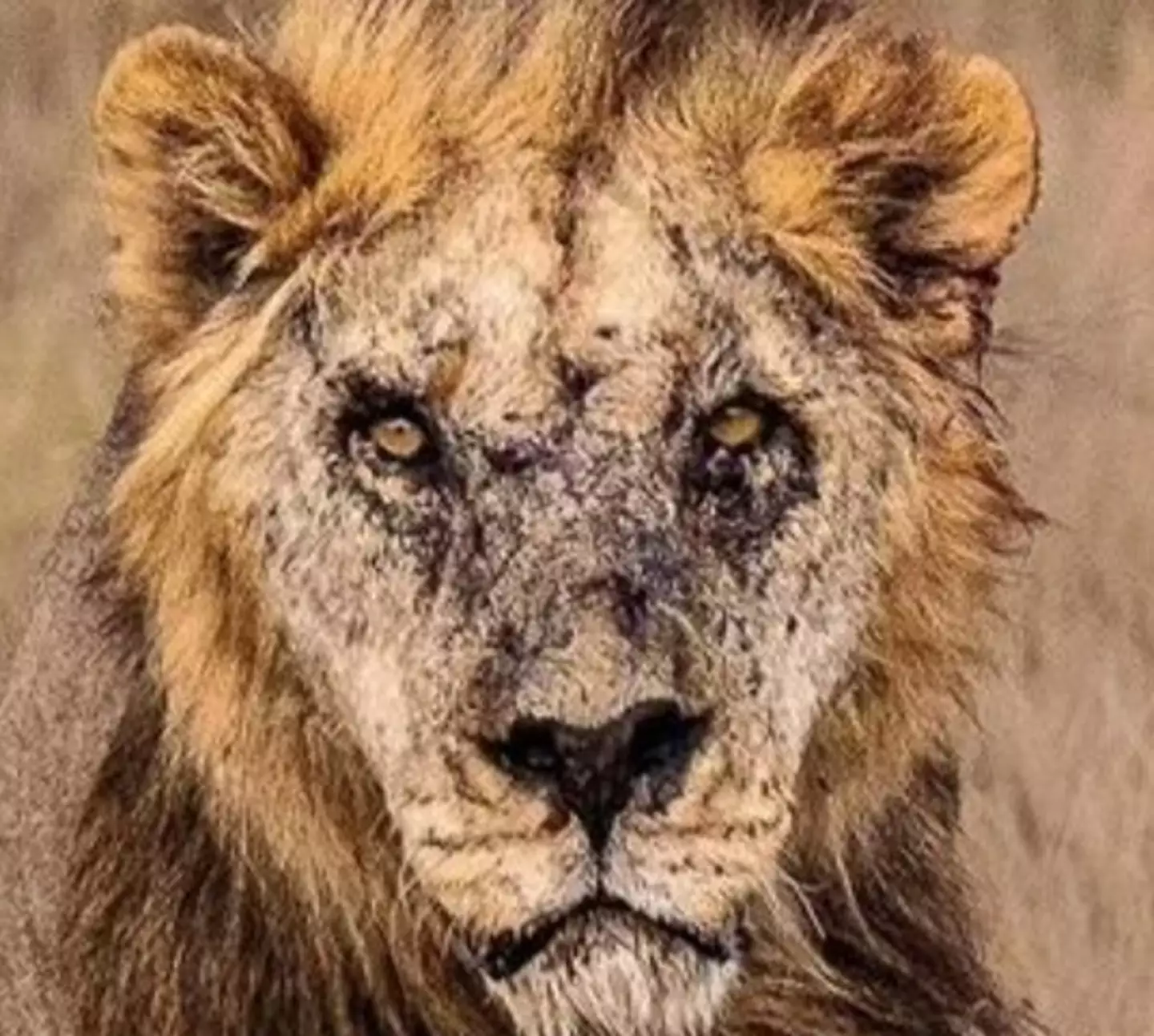 Loonkito, thought to be the oldest lion in the wild, was speared to death after attacking a village's livestock.