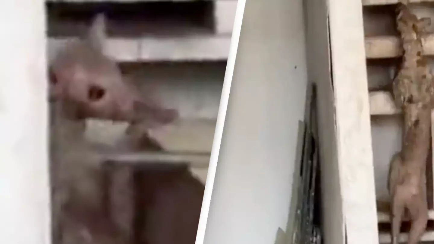 Mysterious cat-like creature leaves people baffled as it's spotted raiding store