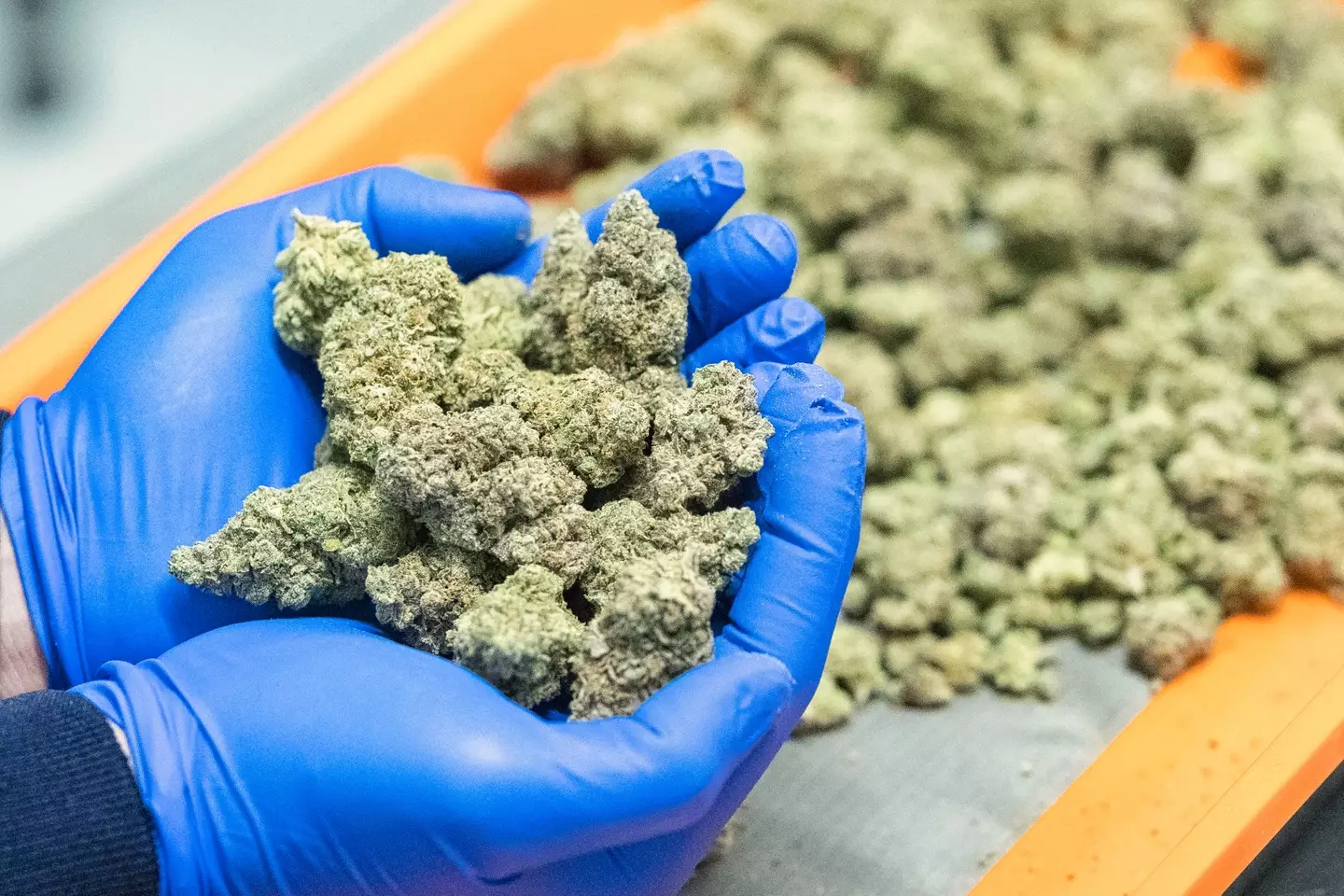 Cannabis has a 'significant impact' on brain function, the study found (Getty Stock Photo)