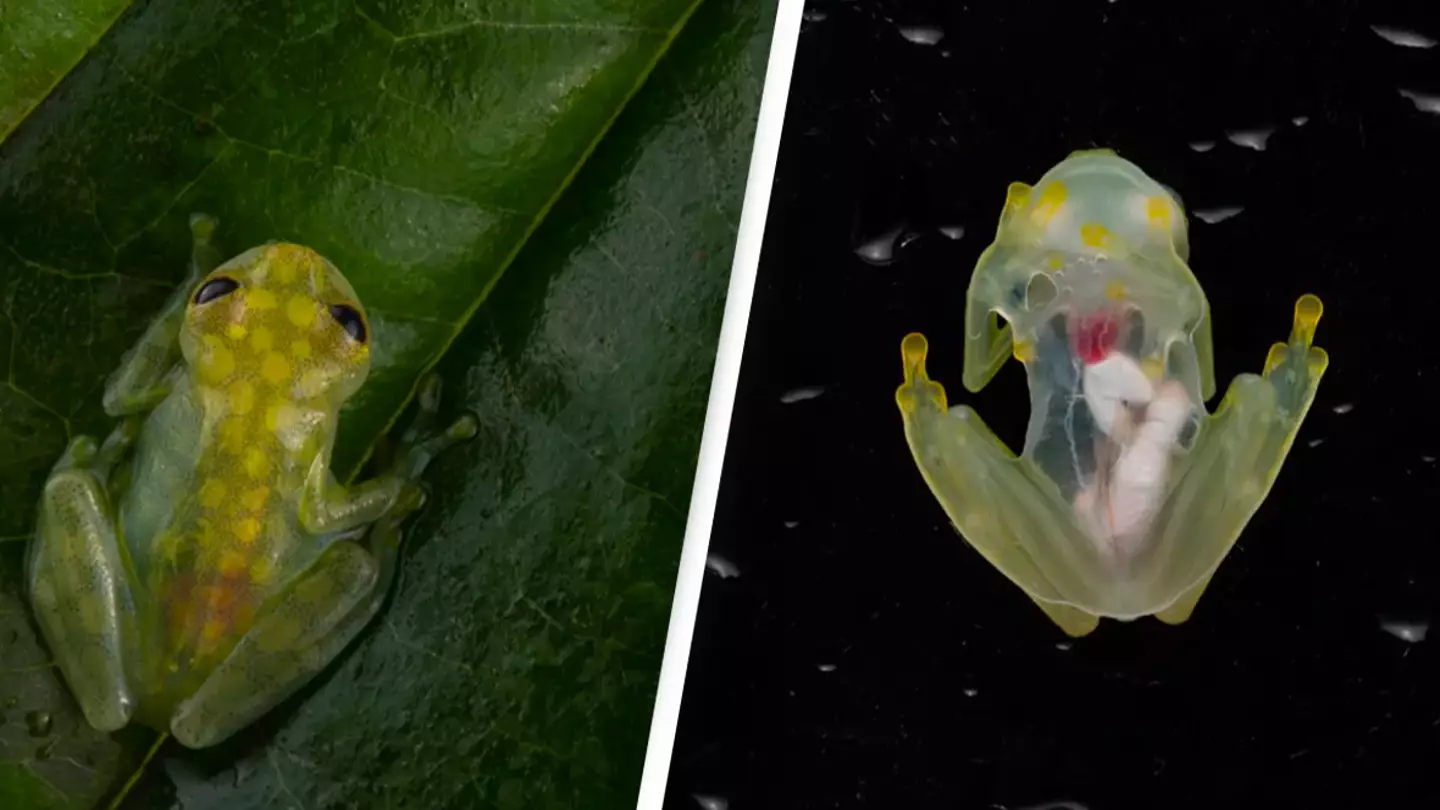 New Species Of 'Glass Frogs' With Transparent Bellies Discovered