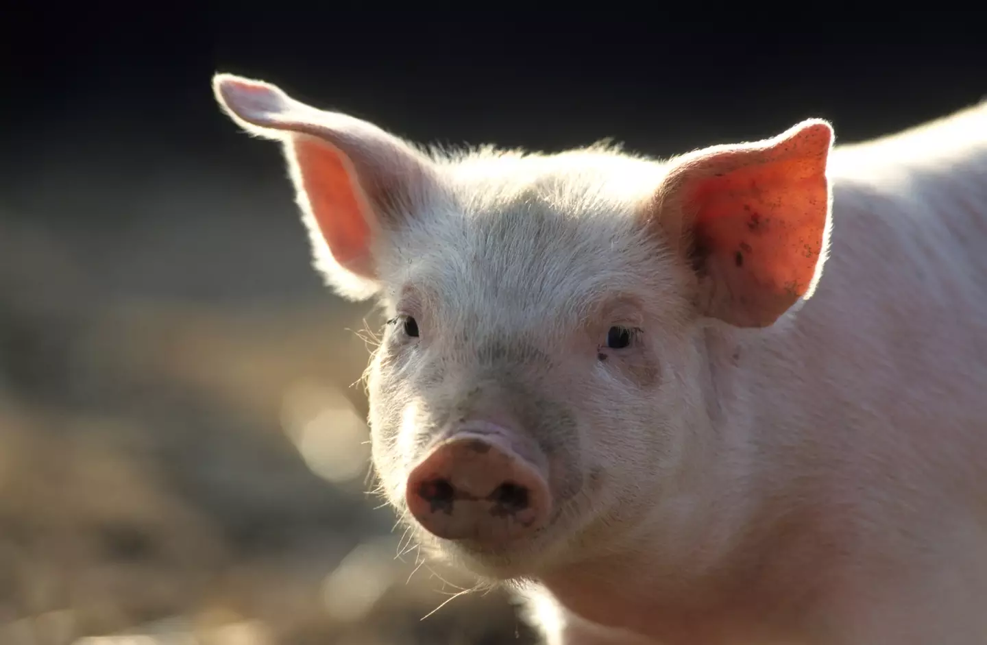 Scientists used a device to bring dead pigs hearts back to life an hour after death.