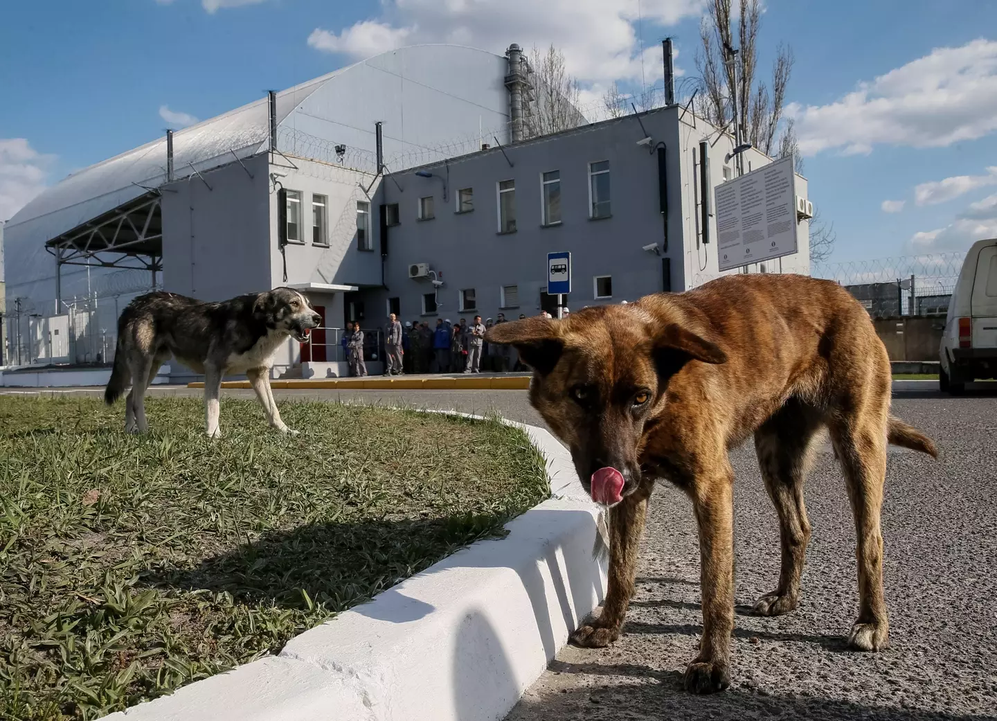 There are hundreds of dogs living near Chernobyl.