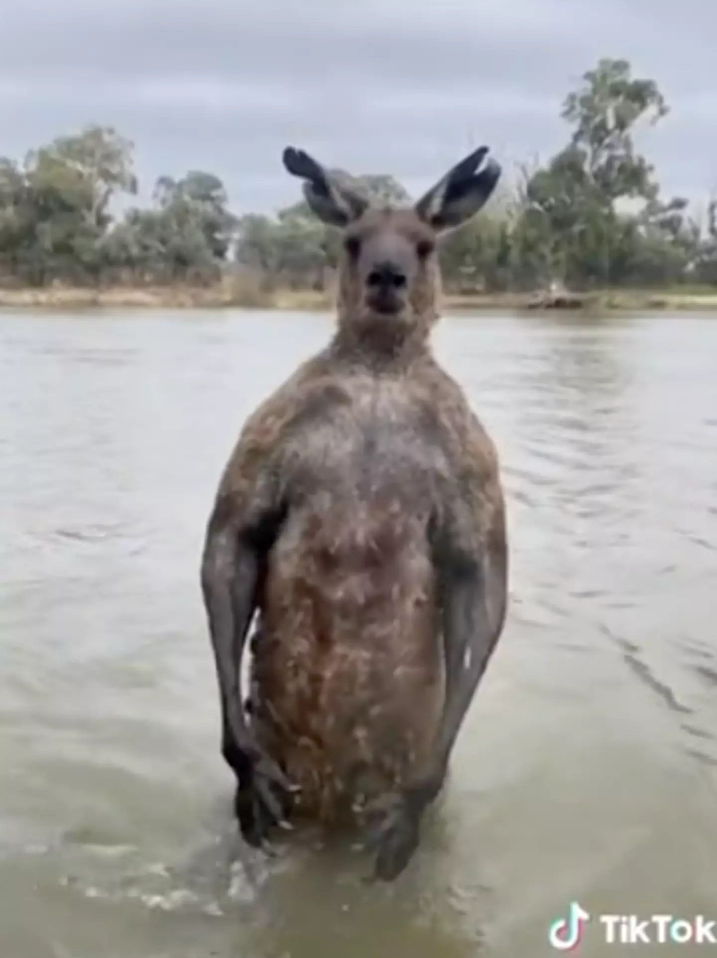 The kangaroo is a whopping two-feet tall.